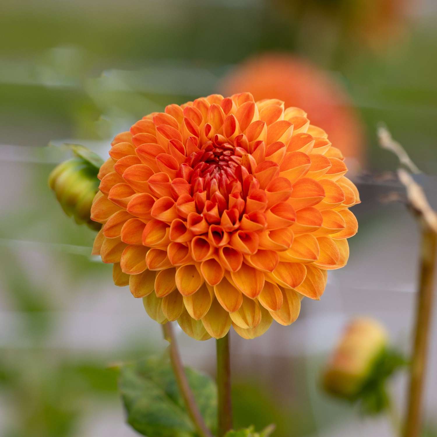 Daalia 'Souvenir d'Ete'